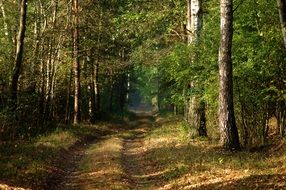 trail in a beautiful forest under the rays of the morning sun