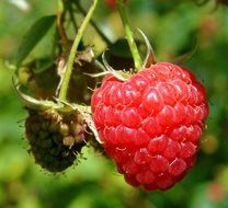 red raspberry on the bush