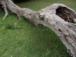 fallen dead tree