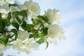 Philadelphus, mock-orange, blooming branch at sky