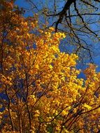 autumn colors, tree tops at sky