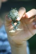 tiny frog in hand close up
