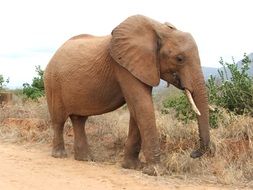 Elephant in Kenya