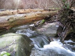 tranquil water brook in stanley park