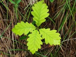 green oak leaves in forest closeup