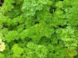 green parsley spice herbs