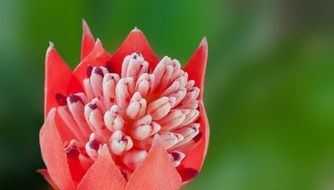 Pink flower on a blurred background