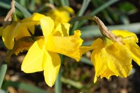 yellow daffodils macro