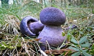 Lepista mushrooms in the forest