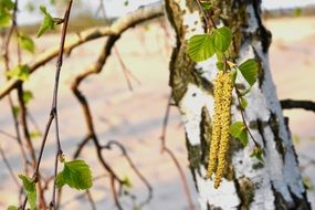 striking birch tree