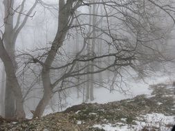 Foggy forest in winter