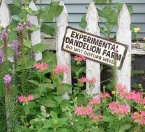 experimental dandelion farm, sign on fence