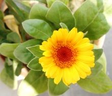 african marigold flower