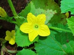 yellow dharwad wildflower