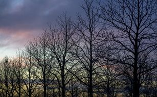 Trees and twilight