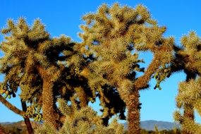 desert green cholla cacti