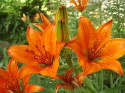 surprising beauty lily orange flower