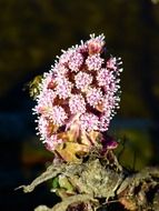 pink butterbur plants in nature