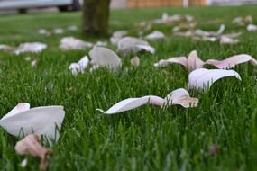 White magnolia flowers in grass