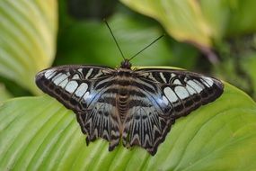 Black and white butterfly on the leaf