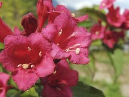 closeup photo of amazing red flowers