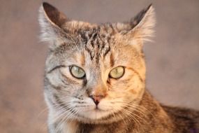 portrait of a gray fluffy cat