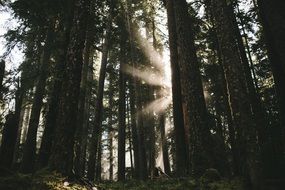 Sunlight through the woods