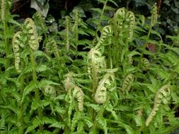 strange green leaves pods