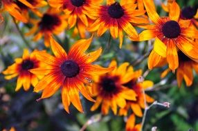 colorful orange flower in spring