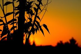 summer sunset, silhouette of tree at red sky