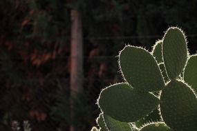 Thorns on a cactus