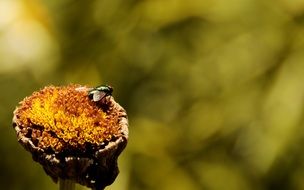 closeup photo of the fly is on a plant