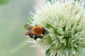bee on a garden plant