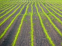 landscape of purple and green arable in spring