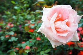 Pink rose blossomes in the garden in summer