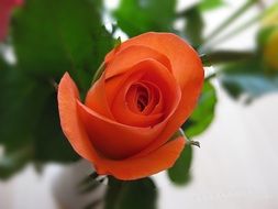 blooming orange rose blossom