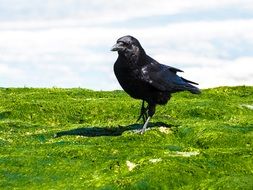 photo of black raven bird