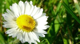 fabulous daisy flower