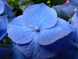 deep blue hydrangea flower blossom