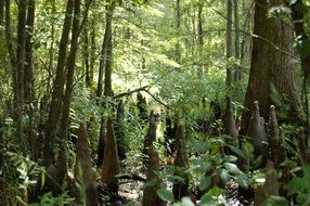 green thickets in the swamp