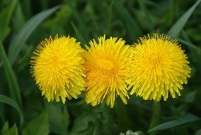 blooming yellow dandelion in nature
