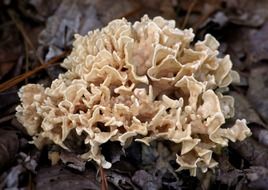 forest mushroom on a tree