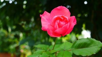 pink rose on a stem on a blurred background