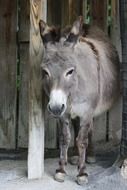 Donkey near the wood