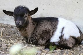 Little goat lies on the ground in Switzerland