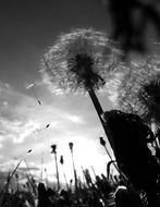 dandelion prospect of black white photo