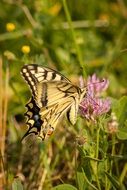 Butterfly on a summer meadow