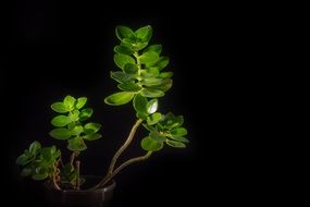 green plant at night