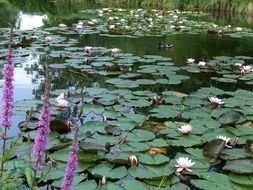 pond with aquatic water lilies