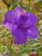 trebuchina, plant with purple flowers